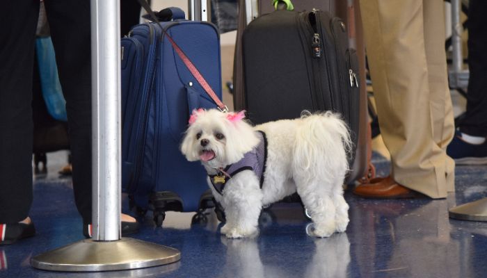 Dogs and people traveling at the airport in a queue waiting to board destination flight, passenger luggage behind dog