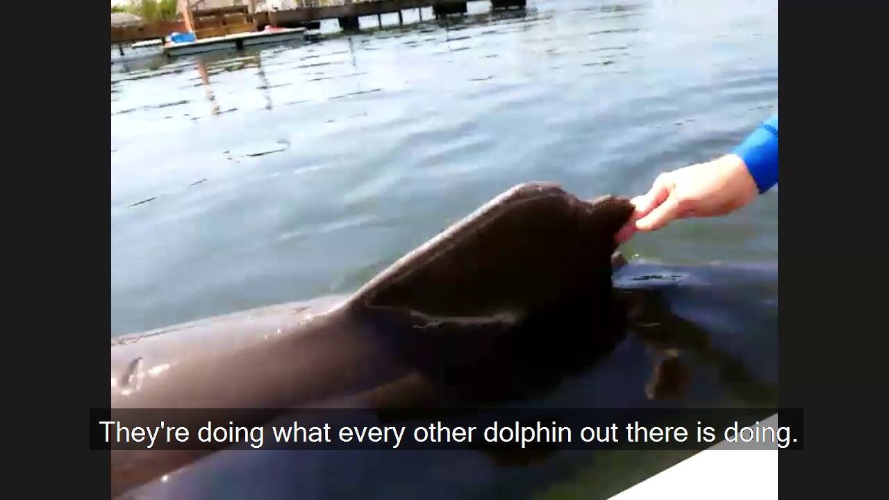 Veterans and families chat virtually with dolphins 